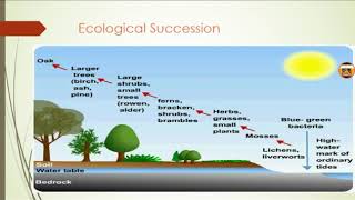 Ecological succession in environmental science [upl. by Accber]