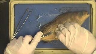 Fish Dissection [upl. by Ettenig850]