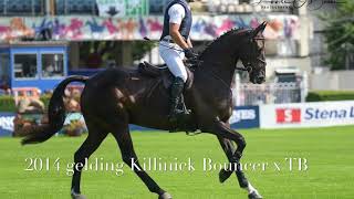 Fernhill Ken  2014 gelding by Killinick Bouncer [upl. by Bergwall]