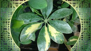 Recapping My Variegated Schefflera Arboricola  Balancing Between Being A Bonsai And A Houseplant [upl. by Derick]