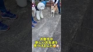 日刊スタンプーのメルシー🐶お散歩中🚶新しいお友達を見つけました😊🐶 [upl. by Amandie406]