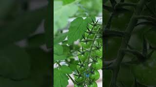 Tomato planting in greenhousetomatoes plantingseason tomatoplanting greenhouse [upl. by Bean]