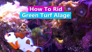 How to Rid Green Turf Algae in your Reef Tank [upl. by Nohsyar]