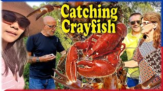 How to Catch And Purge Signal Crayfish River Fishing Licence Net Guide Manila London Pinoy Life UK [upl. by Runkel123]