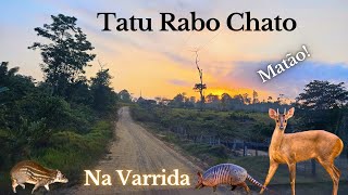 Tatu Rabo Chato na Varrida [upl. by Nailimixam578]