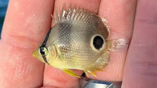 Several Foureye Butterflyfish Still Alive 111624 Long Island New York [upl. by Enilekcaj933]