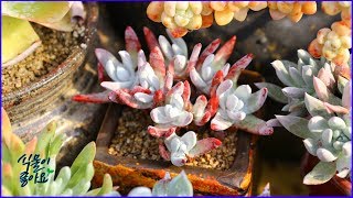 다육이 재테크 가능할까多肉植物succulent lant investmentたにくしょくぶつDudleya [upl. by Eboj691]