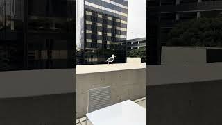 Seagull 🏖 Chilling on the Ledge Los Angeles [upl. by Sadinoel]