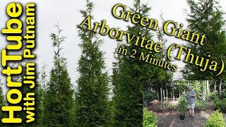 Green Giant Arborvitae Thuja in 2 Minutes [upl. by Annaet]