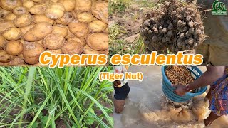 How to grow tiger nutsCyperus esculentus for efficient yield [upl. by Newlin]