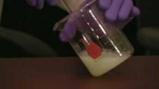 Egg in Hydrochloric Acid Demo [upl. by Neeroc]