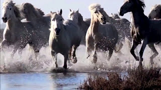 Cavalo Marinho  Rainer Scheurenbrand [upl. by Brendin]