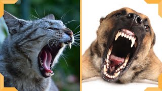 Barking Dogs Vs Meowing Cats  Funniest Cats And Dogs [upl. by Haidabez]