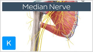 Median Nerve  Course Distribution amp Branches  Human Anatomy  Kenhub [upl. by Rodger]