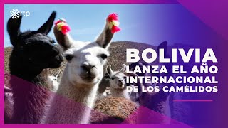 Bolivia lanza el año internacional de los camélidos [upl. by Gibbs246]