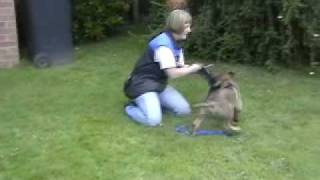 Apollo early schutzhund training  10 weeks [upl. by Pitts]