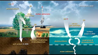 Cycles Water Carbon Nitrogen Oxygen and Phosphorus [upl. by Culosio]