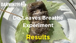 RESULTS  Do Leaves Breathe Experiment Segment from Worlds Most Exciting Classroom Episode 16 [upl. by Ymarej]