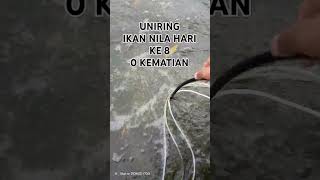 UNIRING KOLAM IKAN NILA D2 [upl. by Brodsky]