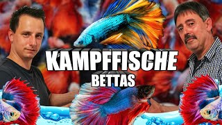 Kampffisch Betta Haltung und Pflege [upl. by Walther]