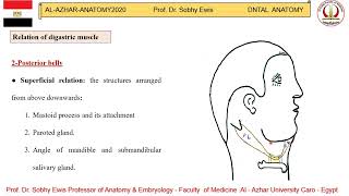 Digastric muscle [upl. by Lenes556]