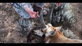 Public Land Pronghorn Antelope Hunt New Mexico Muzzleloader [upl. by Franek]