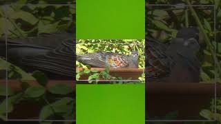 common Bronzewing  birds shorts الجناح البرونزي اكسبلور [upl. by Nauqe]