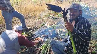 Que ricos elotes asados en el barbecho de mi conpadre y lupita [upl. by Aihsinat]