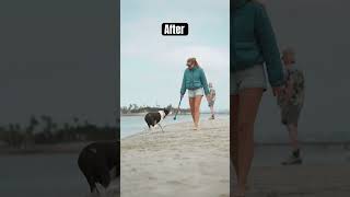 Before amp After With Maisel dogsofyoutube dogtube dogshorts dogvideos beachdogs happydogs [upl. by Air172]