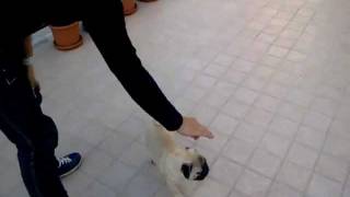 Laddestramento di Lancillotto il carlino Pug 3 MESI training [upl. by Jeffry2]