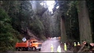 Giant redwoods torn down by mudslide in Northern California  Truthloader [upl. by Laflam]