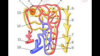 Regulation of Glomerular Filtration Rate [upl. by Male]