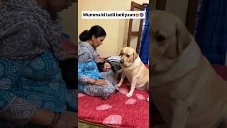 Khubsurat 😍  labra rubi  youtubeshorts shorts labrador dog cute viralsongs trending [upl. by Montano]