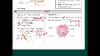 HKDSE 生物科 概念重溫篇：第13課（3） 女性生殖系統 [upl. by Eirdua]