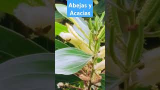 Las acacias son habitad de abejas [upl. by Ahsaela813]