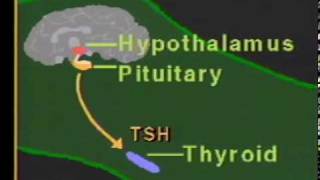 thyroid hormone physiologympg [upl. by Nodnart]