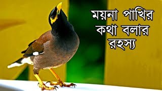 কথা বলা পাখি ময়নার আসল রহস্য Mystery Behind Talking Bird Mynah [upl. by Kristine]