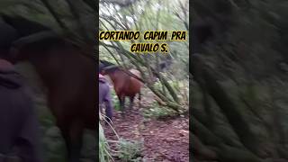 CORTANDO CAPIM PARA OS CAVALO 🐎 [upl. by Palmer]