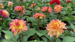 Planter les dahlias [upl. by Ekal]