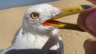 Caught Seagull with bare hands [upl. by Alilak]