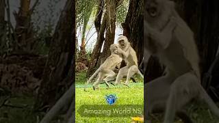 🩵African White Monkey🩵 [upl. by Anitsirhcairam]