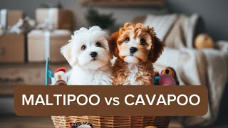 MALTIPOO vs CAVAPOO Main differences [upl. by Brendin141]