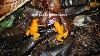 Phyllobates terribilis découverte dans son milieu naturel Kokoï descubierta en su area natural [upl. by Abbye778]