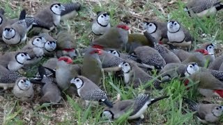 Wild Doublebarred and Redbrowed Finches [upl. by Derinna]