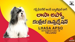 lhasa apso dog information telugu  lhasa apso Facts telugu [upl. by Auqeenahs426]