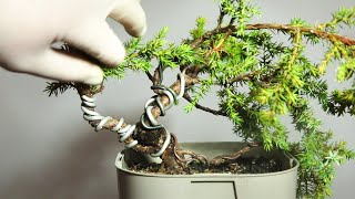 Juniper bonsai  Extreme branch twisting [upl. by Annecorinne353]