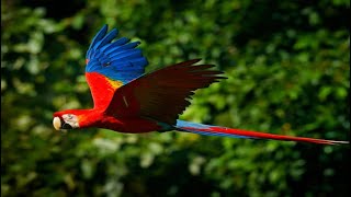 Amazônica em 4K  Floresta Tropical do Planeta  Música Relaxante e Cenas Incríveis da Natureza [upl. by Barbour]