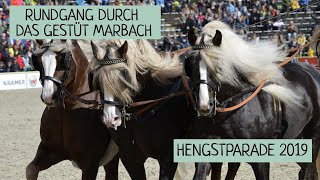 Rundgang bei der Hengstparade Marbach 29092019  II [upl. by Eilarol712]