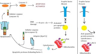 Apoptosis l Intrinsic pathway [upl. by Wanonah905]