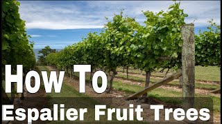 How To Espalier Fruit Trees  Training Branches To Fit More Trees Into Small Gardens [upl. by Sissy]